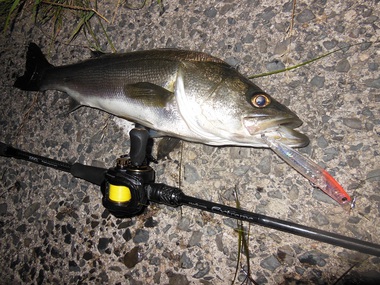 NEW ハイエンドベイトシーバスロッド エラデイケーター エクストリーム